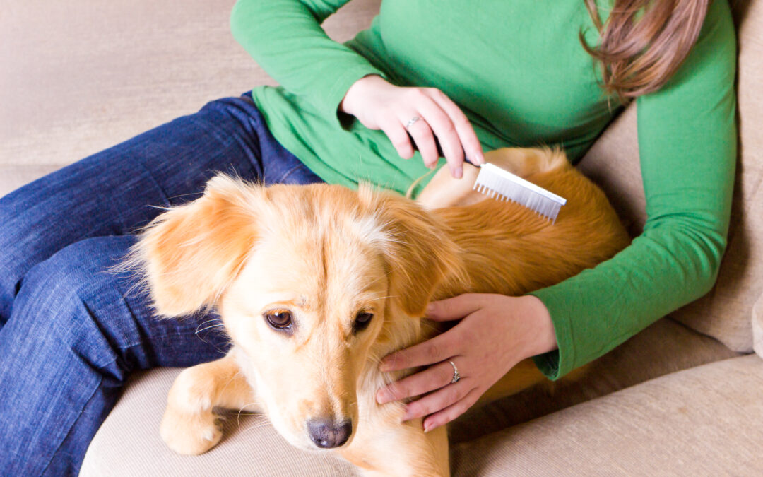 Safety First: What Good Pet Care Looks Like with Camille’s Petsitting