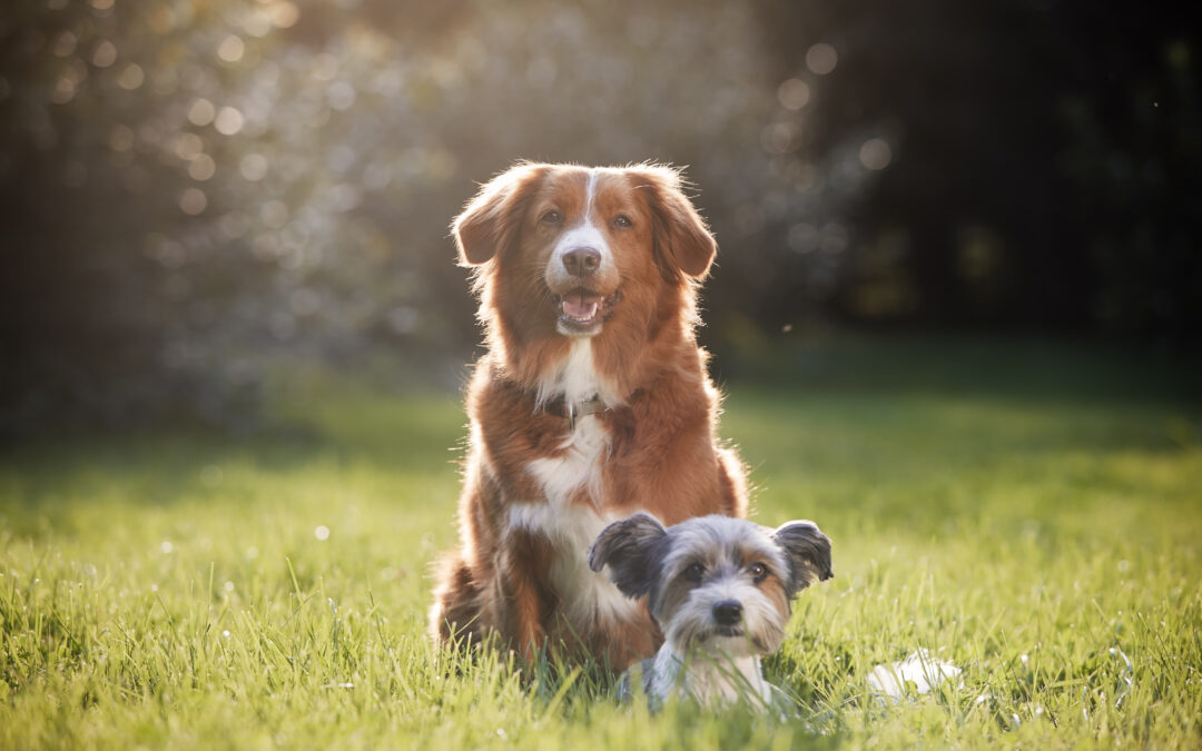 Top Safety Tips for Choosing a Pet Sitter You Can Trust