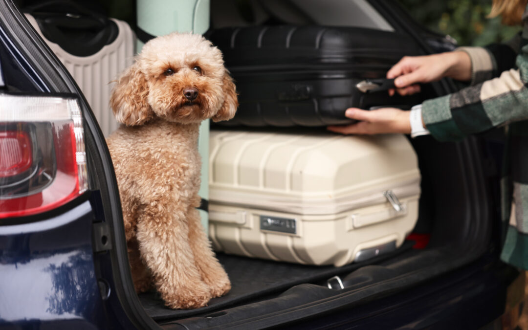 Traveling with Pets: Ensuring Continuous Care and Comfort with Camille’s Petsitting