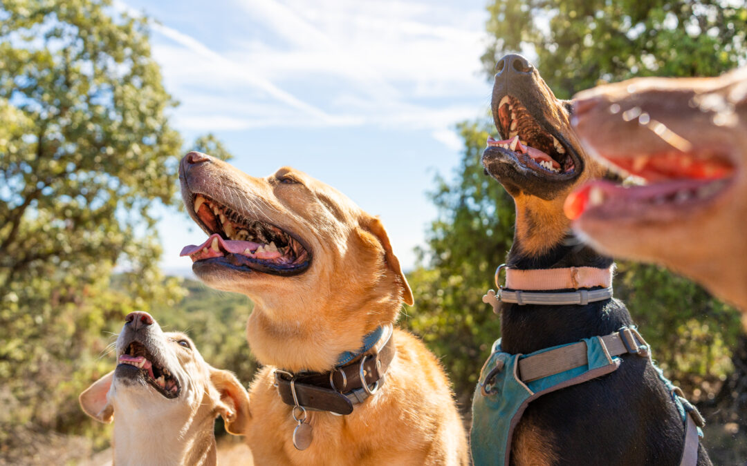 At Ease, With Tallahassee Pet Sitters Who Help When You’re Away