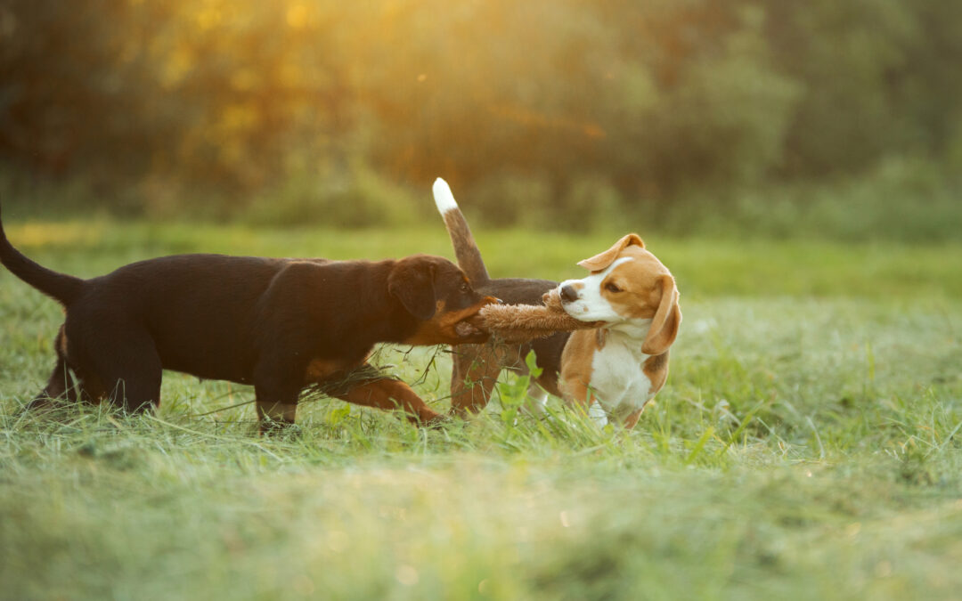 How to Spot Signs Your Pet Needs Tallahassee Pet Care Services