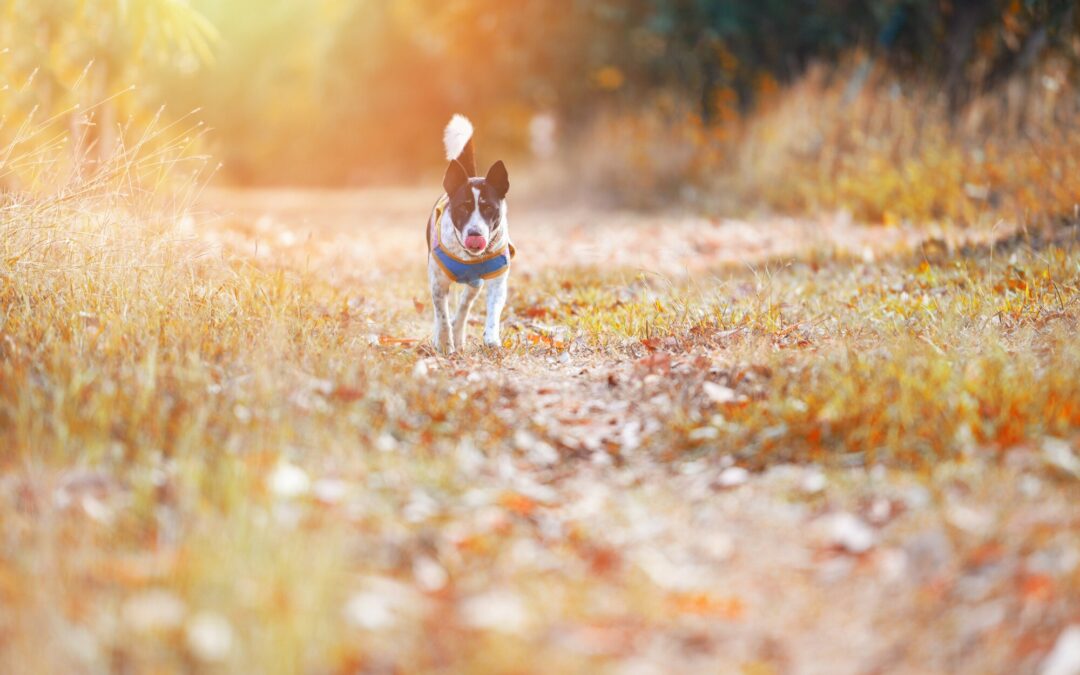 Tailored Care With Pet Sitter Tallahassee Reduces Pet Anxiety!