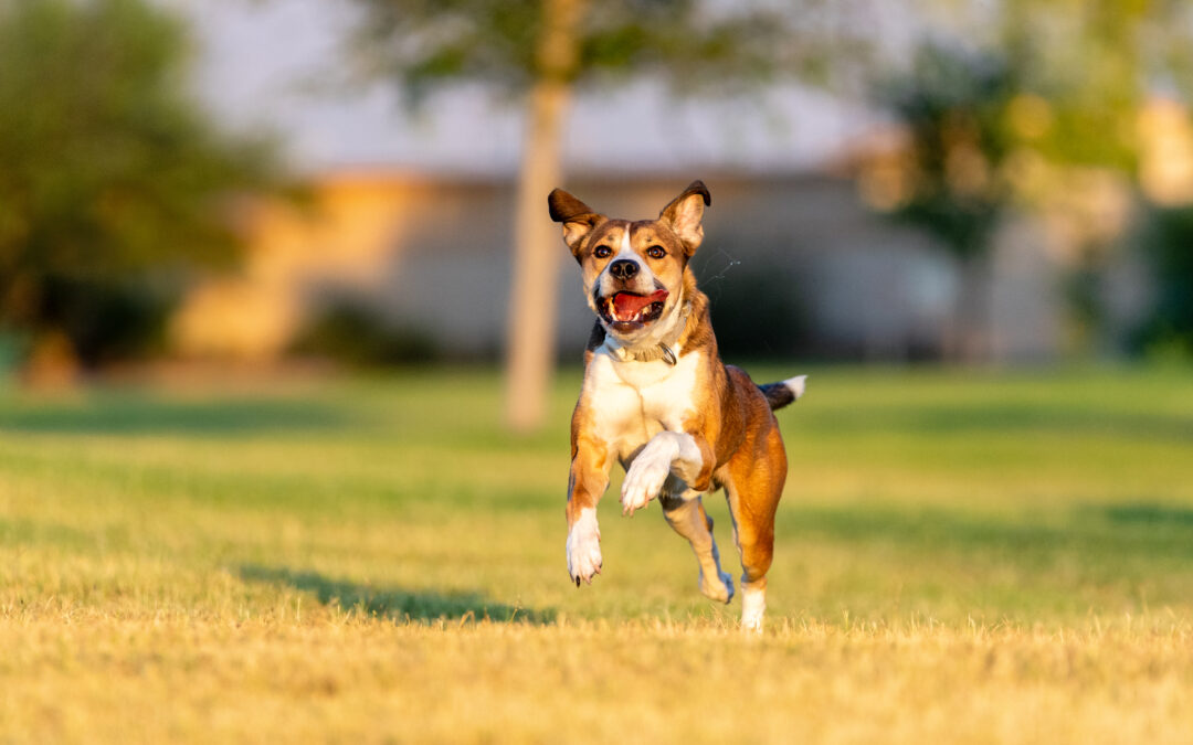 A Day in the Life of a Happy Dog Weekend Pet Sitting Tallahassee