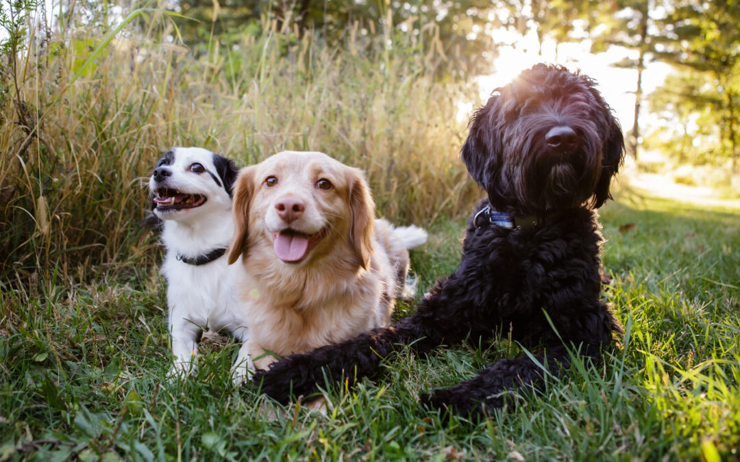 The Empathic Vacation Pet Sitter Tallahassee