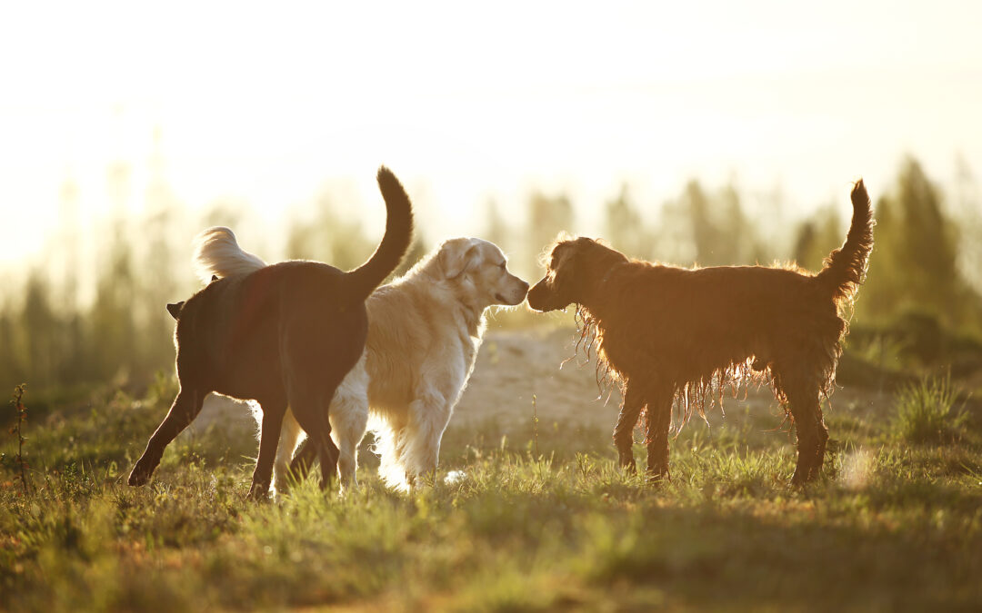 Pet sitting Tallahassee