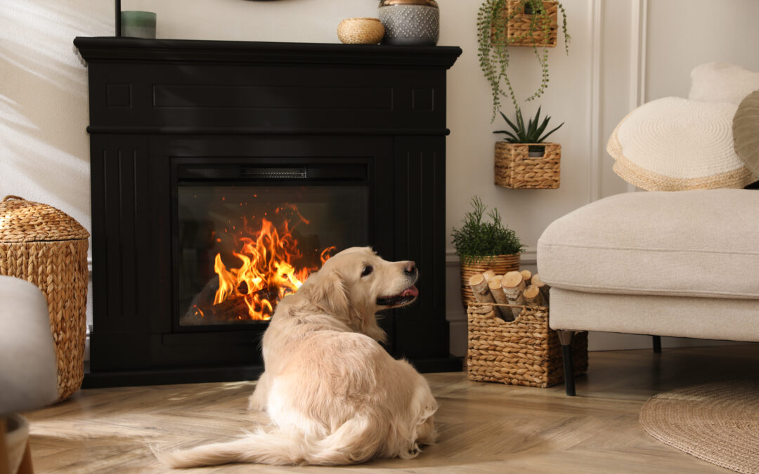 Overnight Dog Sitting Tallahassee In Home Experience