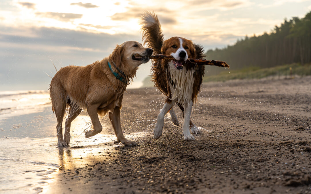 Overnight Dog Sitting Tallahassee – Playtime and Socialization