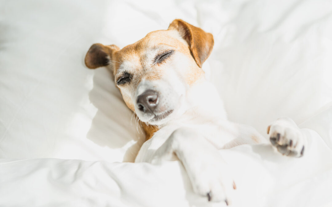 Best Pet Sitting Service in Tallahassee Keeping Your Pet Happy