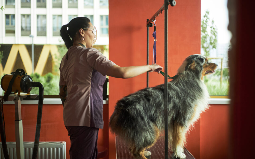 Affordable Pet Sitting Tallahassee, Loving Pet Care