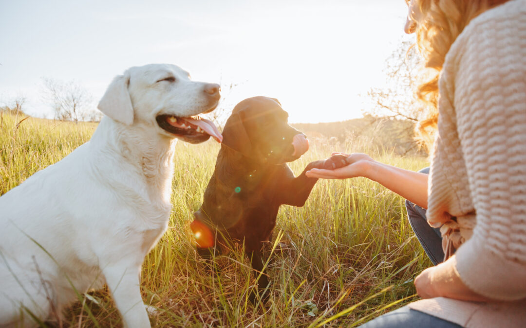 Tallahassee Pet Sitter for Cats and Dogs