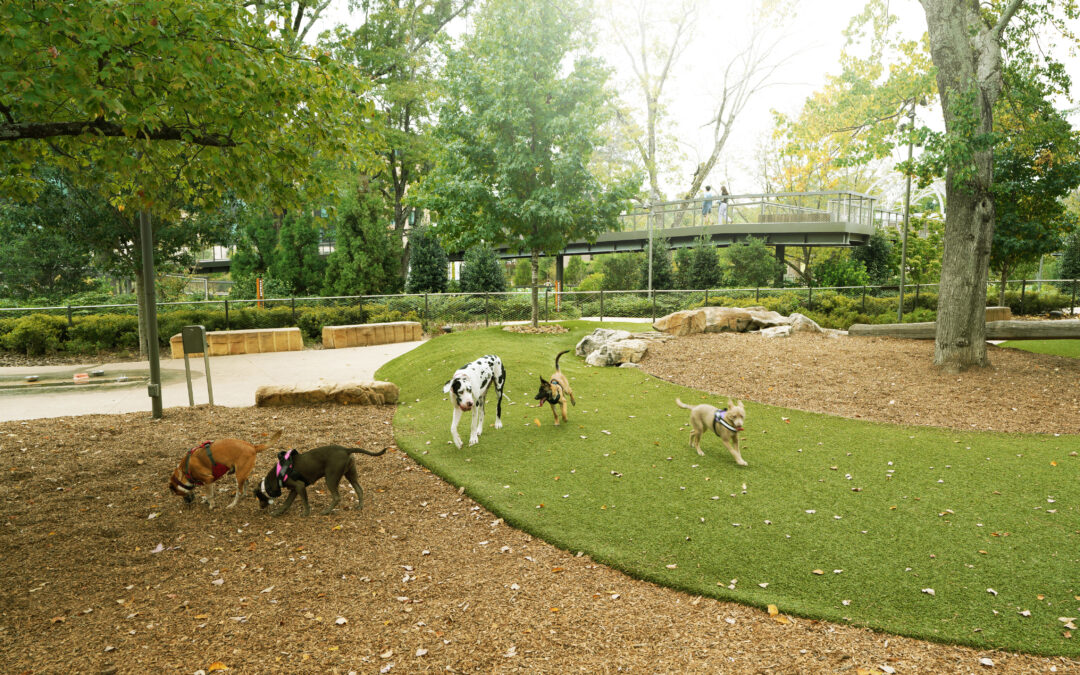 Best Pet Sitting Service in Tallahassee What You Should Know