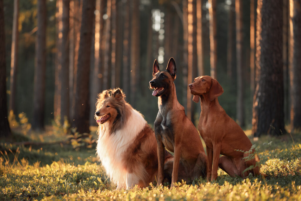 Tallahassee Pet Sitting