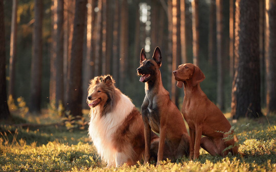 The Local Advantage: Professional Pet Sitter Near 32308