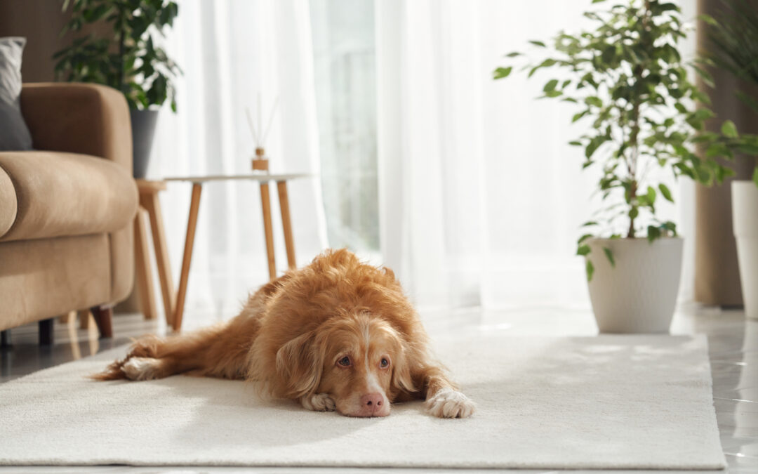 Empathic Pet Sitter in Tallahassee Creates A Cozy Haven